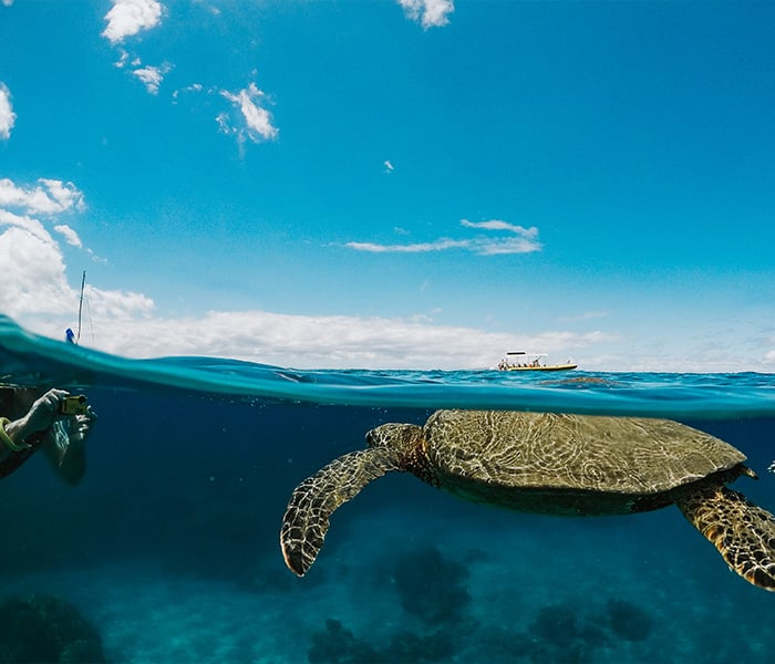 1 Snorkeling Maui, Lanai and Lahaina Tours Rated by Trip Advisor
