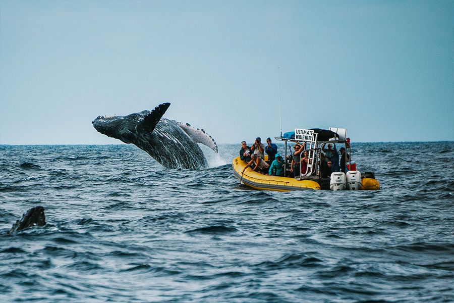 best rated whale watching tours maui