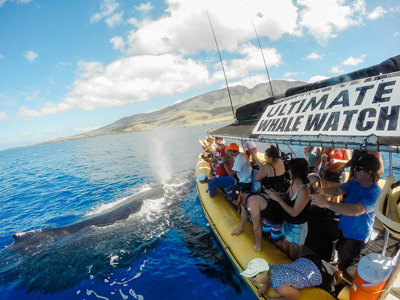 best rated whale watching tours maui