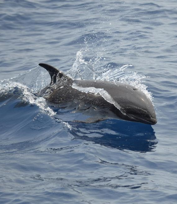 new hybrid dolphon species discovered in hawaii
