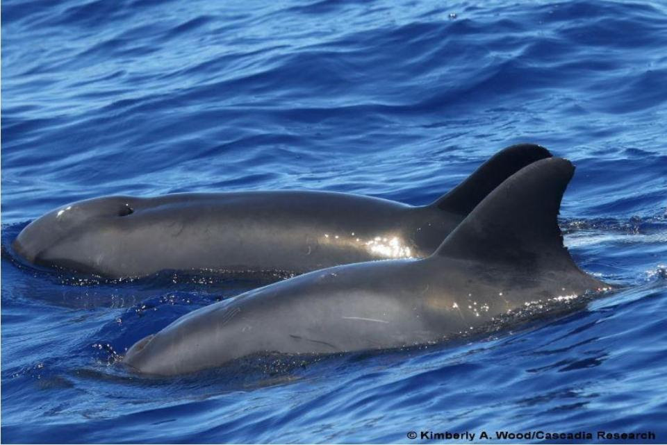 new dolphon discovered by ultimate whale