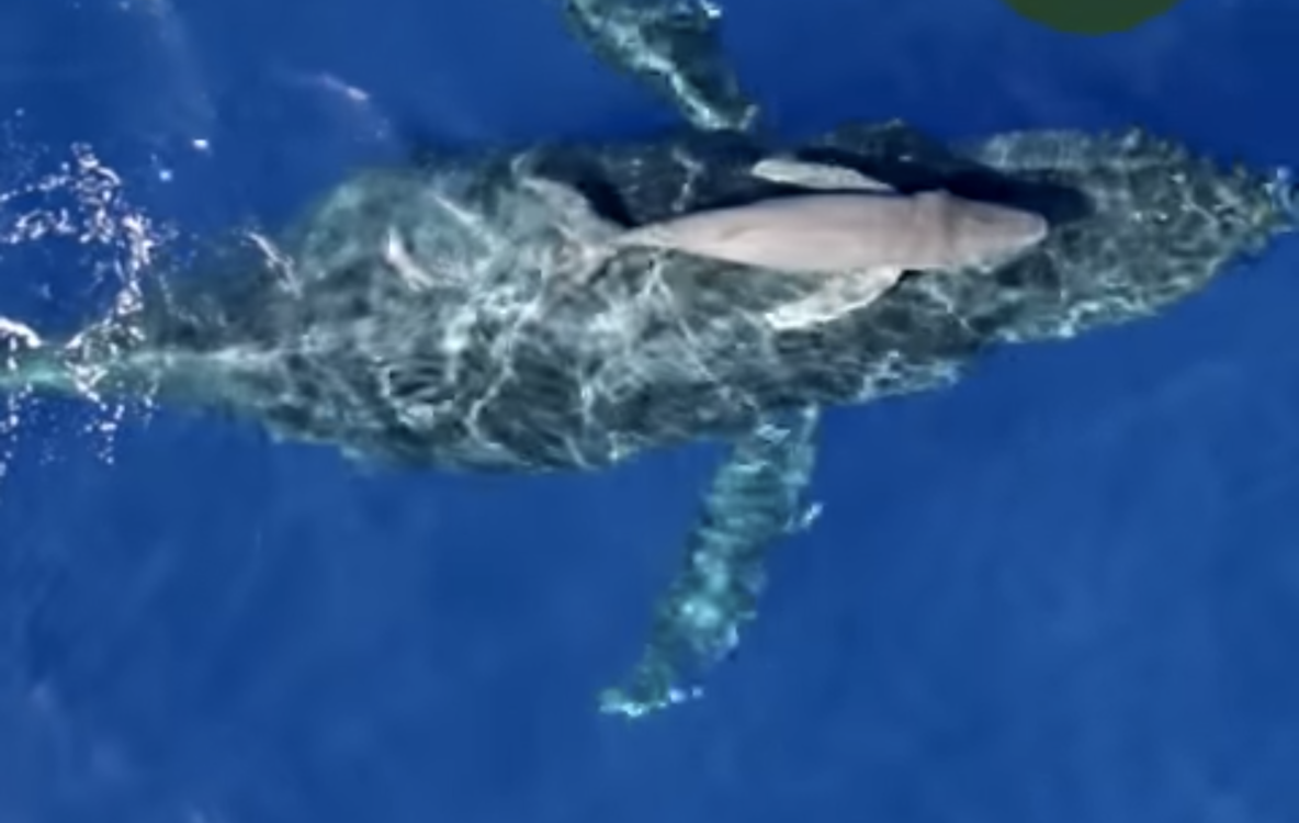 Rare Videos of Newborn Humpback Whale new