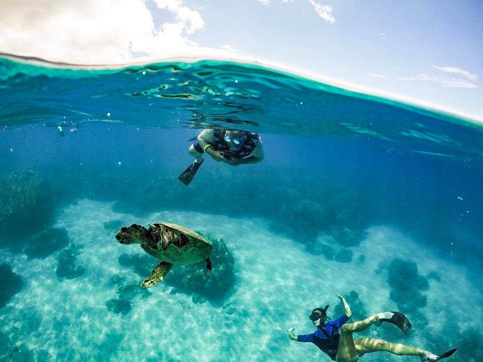 snorkeling with green sea turtles