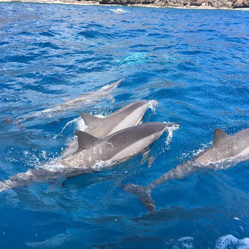 lanai snorkeling tours from maui