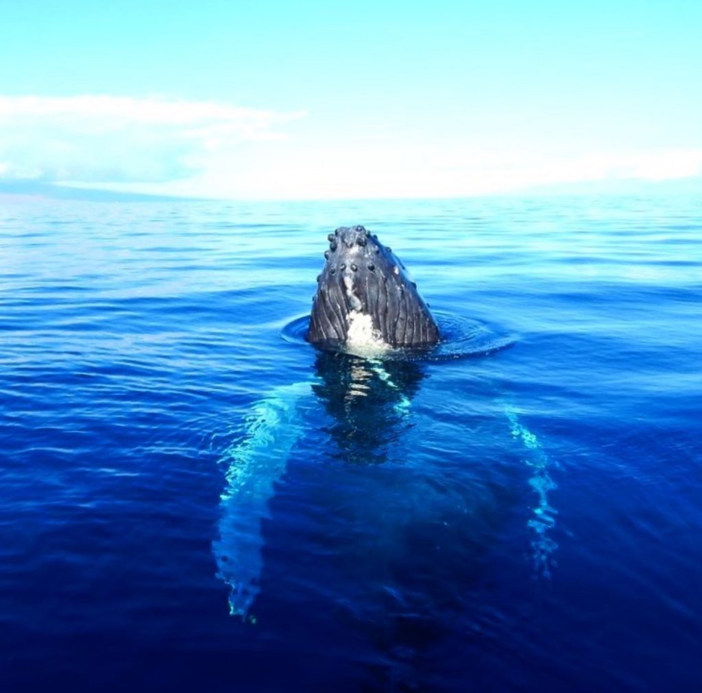 What's the best weather for whale watching in Maui?