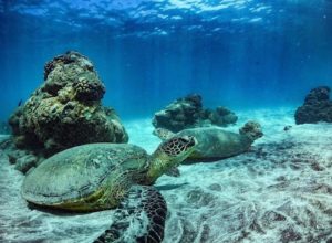 green sea turtles on ocean floor