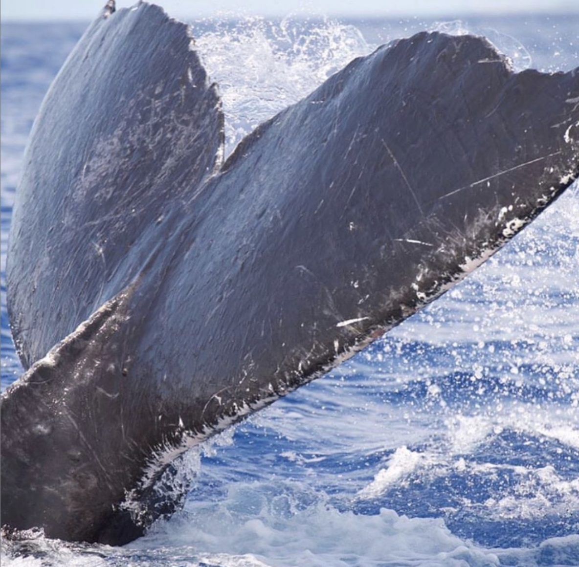 What's the best weather for whale watching in Maui?