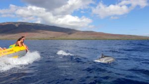 Whale watching in Maui