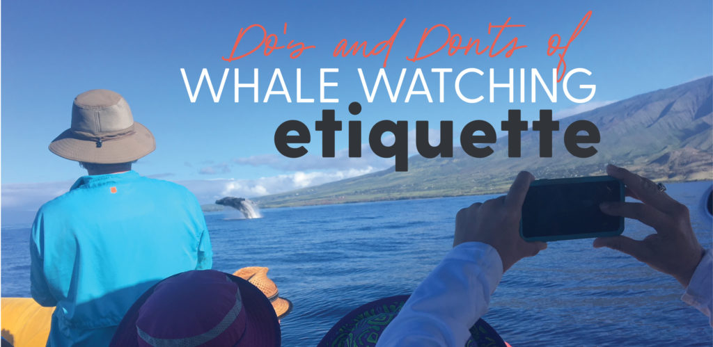whale watching manners