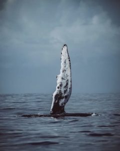 Whale watching season in Maui