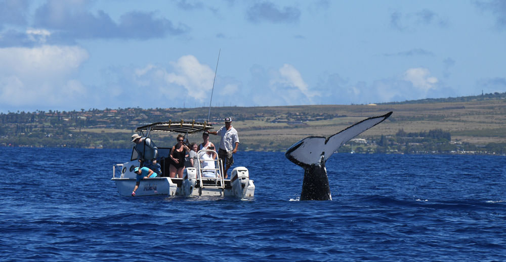 whale watching in Maui