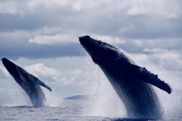 humpback whales in Maui