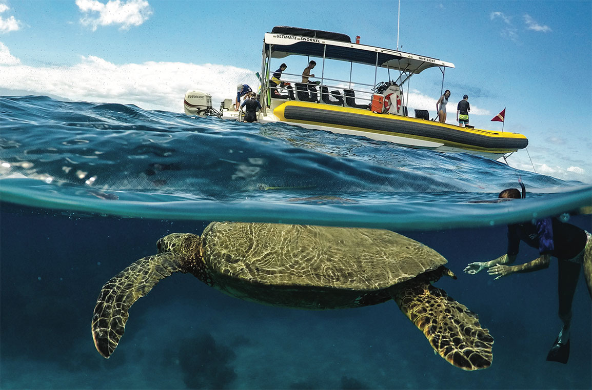 sea turtle experience on boat tour in Maui
