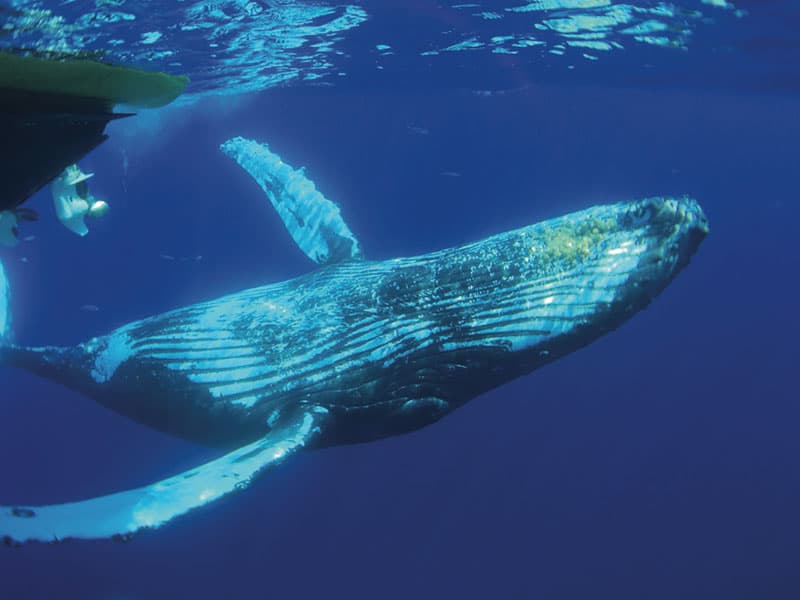 whale watching tour in Maui